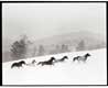 Will Brewster | Trail Creek Horses